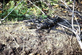 Immature gator in the Everglades swamp - Broward County, Florida