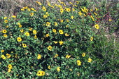 Blanket flower.