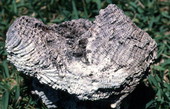 Oolite.