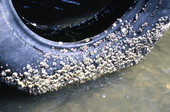 View of barnacles attached to an old tire - Sanibel, Florida