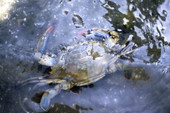 Close-up view of a Blue crab in Volusia County