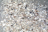 Pile of shells - Sanibel, Florida