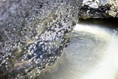 Close-up view of barnacles on rock in Monroe County