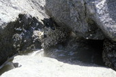 View of barnacles on rock in Monroe County