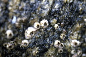 Close-up view of barnacles - Monroe County, Florida