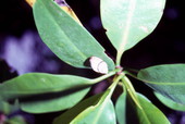 Close-up view of a snail on a Mangrove leaf - Sanibel, Florida
