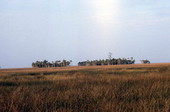 Landscape view of tree islands off Alligator Alley