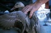 Close-up view of a Florida mottled duck (Anas fulvigula) - Sanibel, Florida