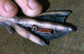 Close-up view showing toe tag on a young bird