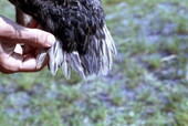 Close-up view showing feathers from a Florida mottled duck (Anas fulvigula) and Mallard (Anas platyrhynchos) hybrid