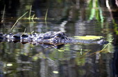 Close-up view of alligator in Broward County