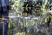 View of gator in Broward County