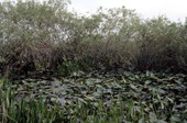 Gator hole.