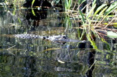Close-up view of alligator in Broward County