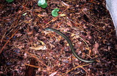 Glass lizard.