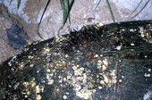 Close-up view showing barnacles on the shell of a loggerhead turtle laying eggs at New Smyrna Beach - Volusia County, Florida