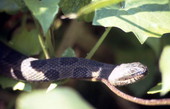 Close-up view of a water moccasin