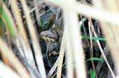 Water moccasin