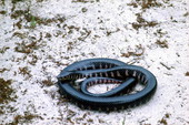 Mud snake.