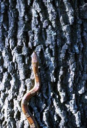 Corn snake.