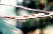 Close-up view of a yellow rat snake - Osceola County, Florida