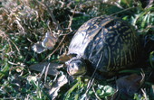 Close-up view of a Florida Box turtle (Terrapene carolina bauri) in Woodville - Leon County, Florida