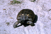 Gopher turtle (Gopherus polyphemus) - Osceola County, Florida