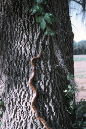 Corn snake at the base of a tree