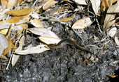 Dusky salamander in Woodville - Leon County, Florida