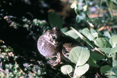 Close-up view of a gray tree frog in Woodville - Leon County, Florida