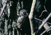 Close-up view of a grey tree frog in Woodville - Leon County, Florida
