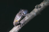 Close-up view of gray tree frog on tree branch in Woodville - Leon County, Florida