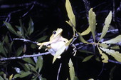 Green tree frog (Hyla cinerea) on a branch in Woodville - Leon County, Florida