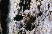 Close-up view of a grey tree frog in Woodville - Leon County, Florida