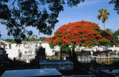 Key West Cemetery at Francis Street - Key West, Florida.