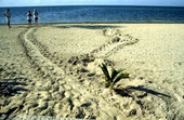 Turtle tracks on Smathers Beach - Key West, Florida