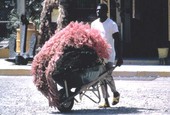 Shrimper transporting nets in wheelbarrow - Key West, Florida.