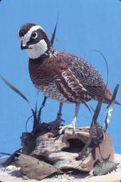Hand carved wooden bird made by Freddy Haskins - Key West, Florida