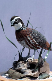 Hand carved wooden bird made by Freddy Haskins - Key West, Florida