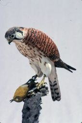Hand carved wooden bird made by Freddy Haskins - Key West, Florida