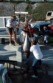 Rick Breedlove weighing Yellowfin tuna at the Garrison Bight Marina - Key West, Florida.