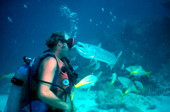 Captain Spence Slate feeding his pet barracuda "George" - Key Largo, Florida