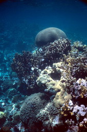 Brain coral at the Eastern Dry Rocks reef - Key West, Florida