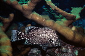 Marbled grouper by a french reef at the John Pennekamp Coral Reef State Park