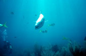 Capt. Spence Slate's pet barracuda "George".