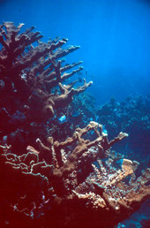 Elkhorn coral at the Eastern Dry Rocks reef - Key West, Florida