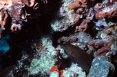 Grouper at Eastern Dry Rocks reef - Key West, Florida.