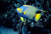 Queen Angel fish by french reef at the John Pennekamp Coral Reef State Park