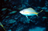 Yellowtail snapper at the John Pennekamp Coral Reef State Park