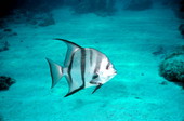Atlantic spadefish at the John Pennekamp Coral Reef State Park